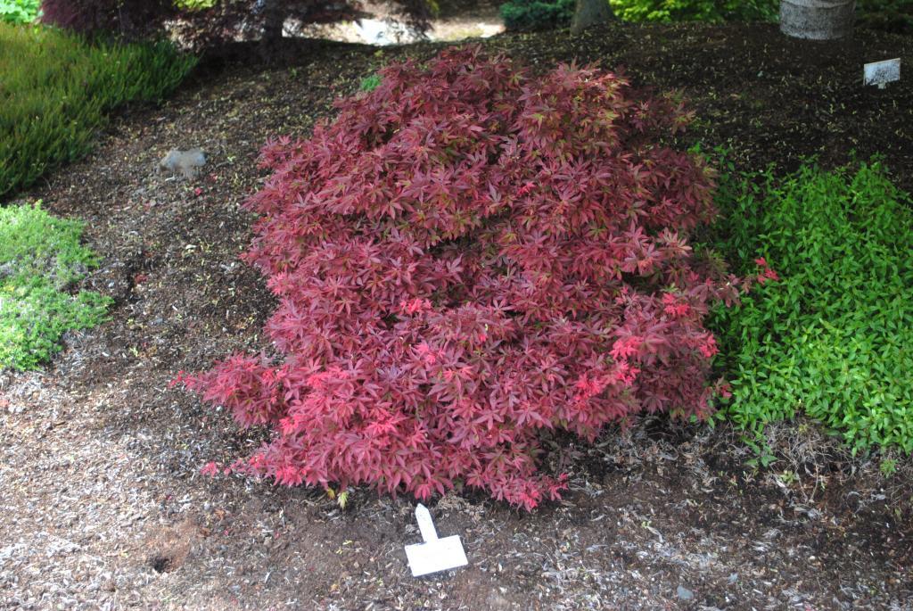 Acer palmatum 'Sara D'