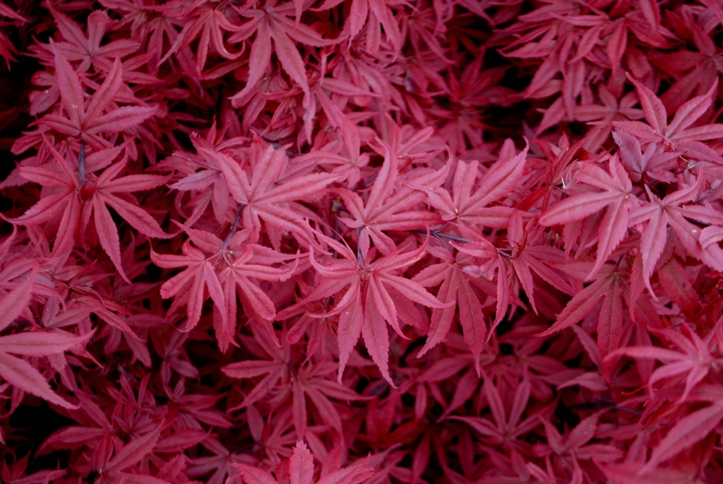 Acer palmatum 'Sara D'