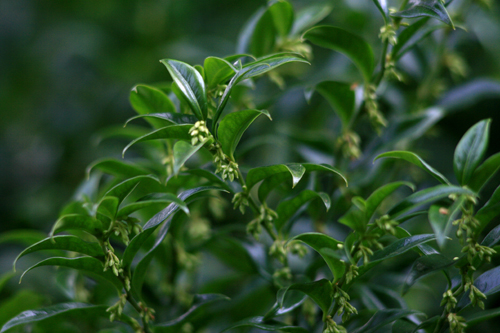 Sarcococca ruscifolia