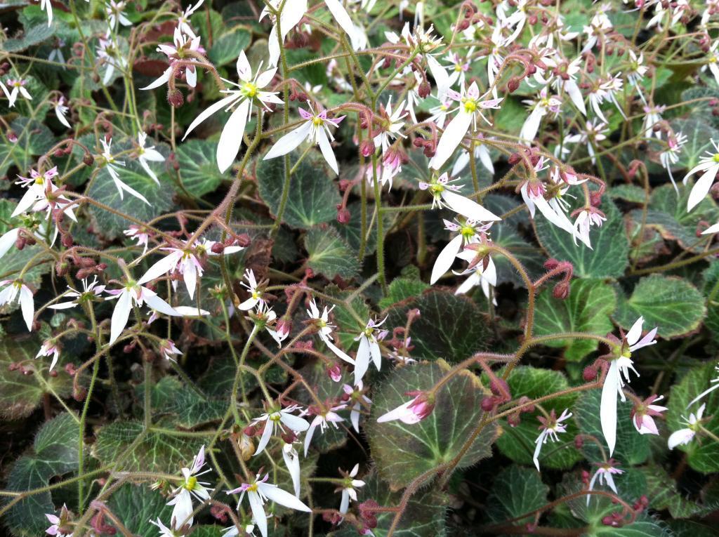 Saxifraga stolonifera