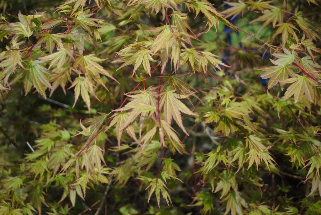 Acer palmatum 'Sazanami'