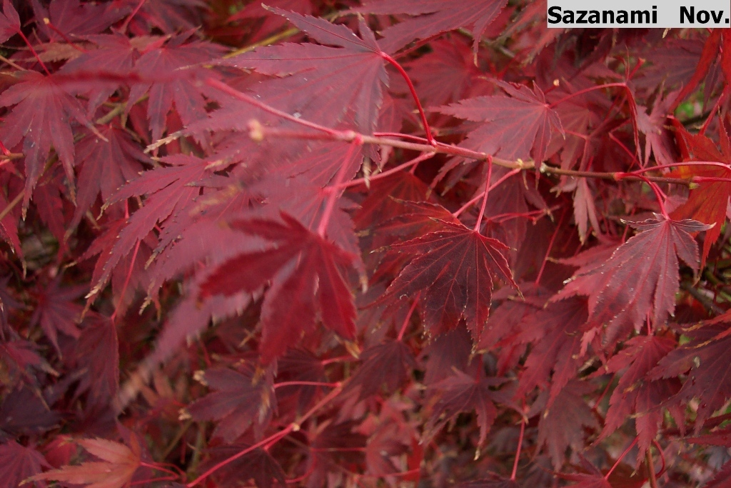 Acer palmatum 'Sazanami'