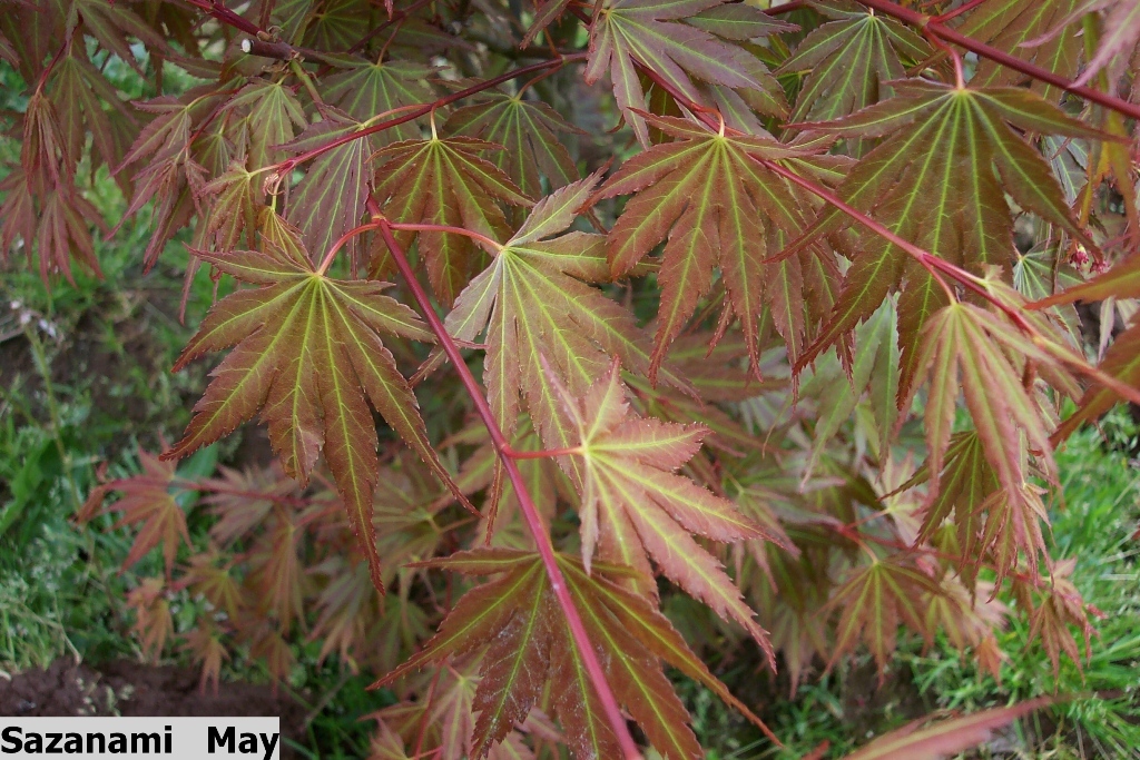 Acer palmatum 'Sazanami'