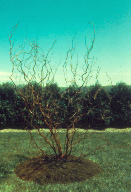 Salix matsudana 'Scarcuzam'