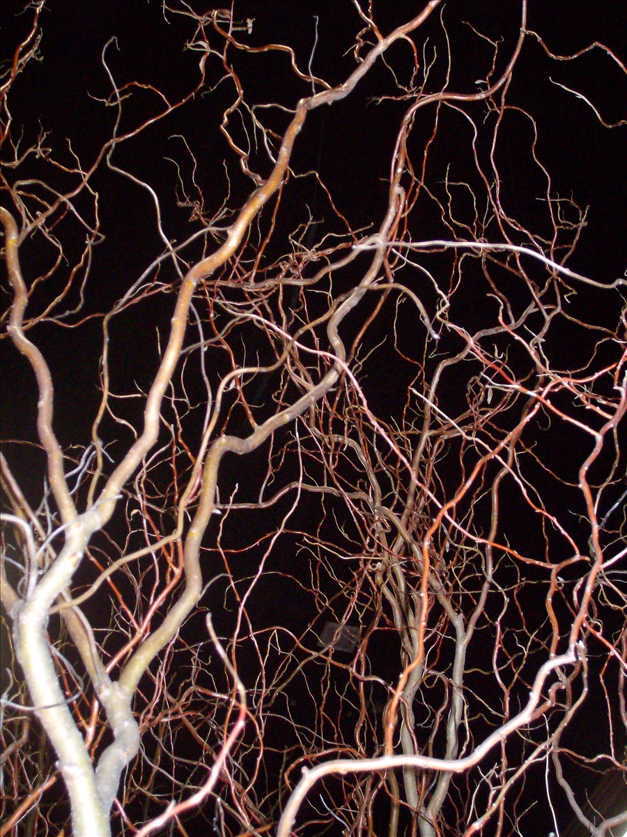 Salix matsudana 'Scarcuzam'