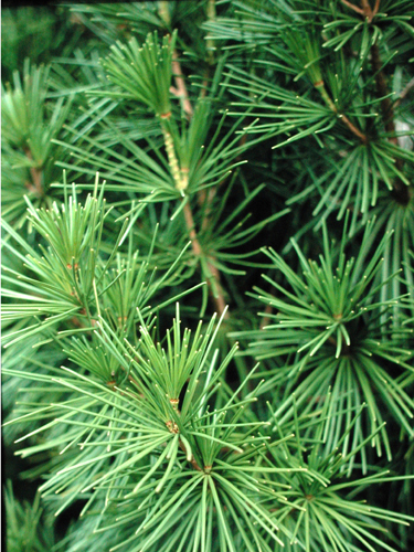 Sciadopitys verticillata (Umbrella Pine)