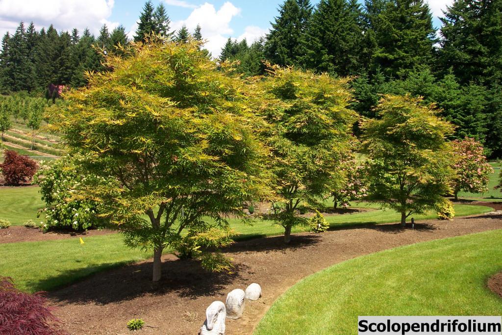 Acer palmatum 'Scolopendrifolium'