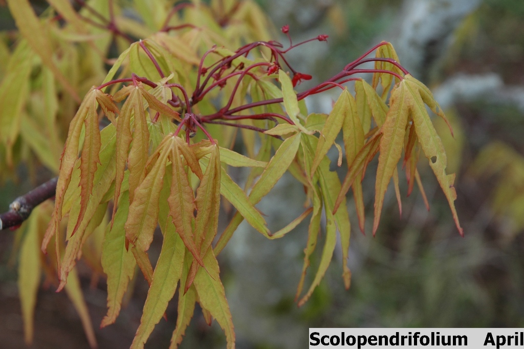 Acer palmatum 'Scolopendrifolium'