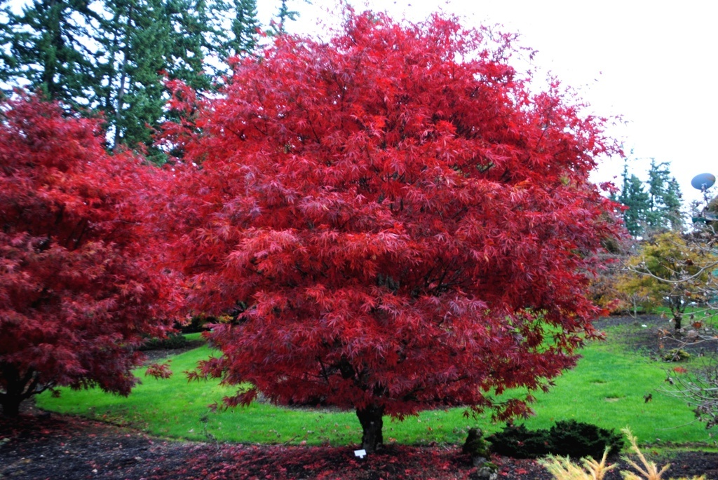 Acer palmatum 'Scolopendrifolium'