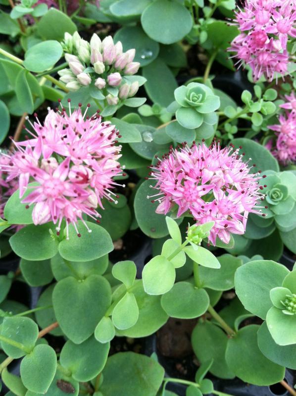 Sedum ewersii