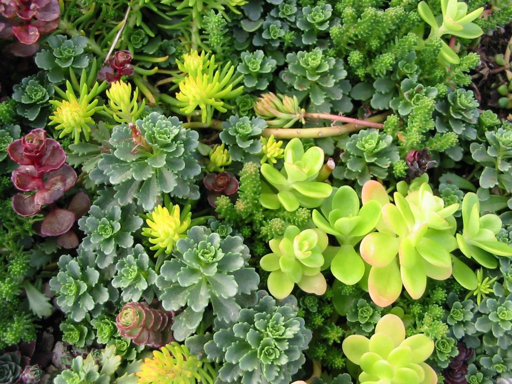 Sedum Tile