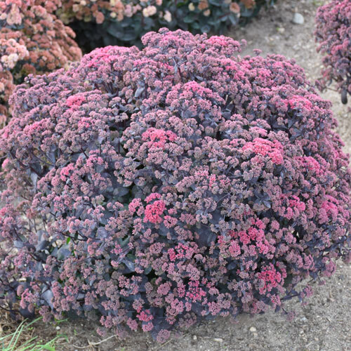 Rock ’N Grow® Midnight Velvet Stonecrop