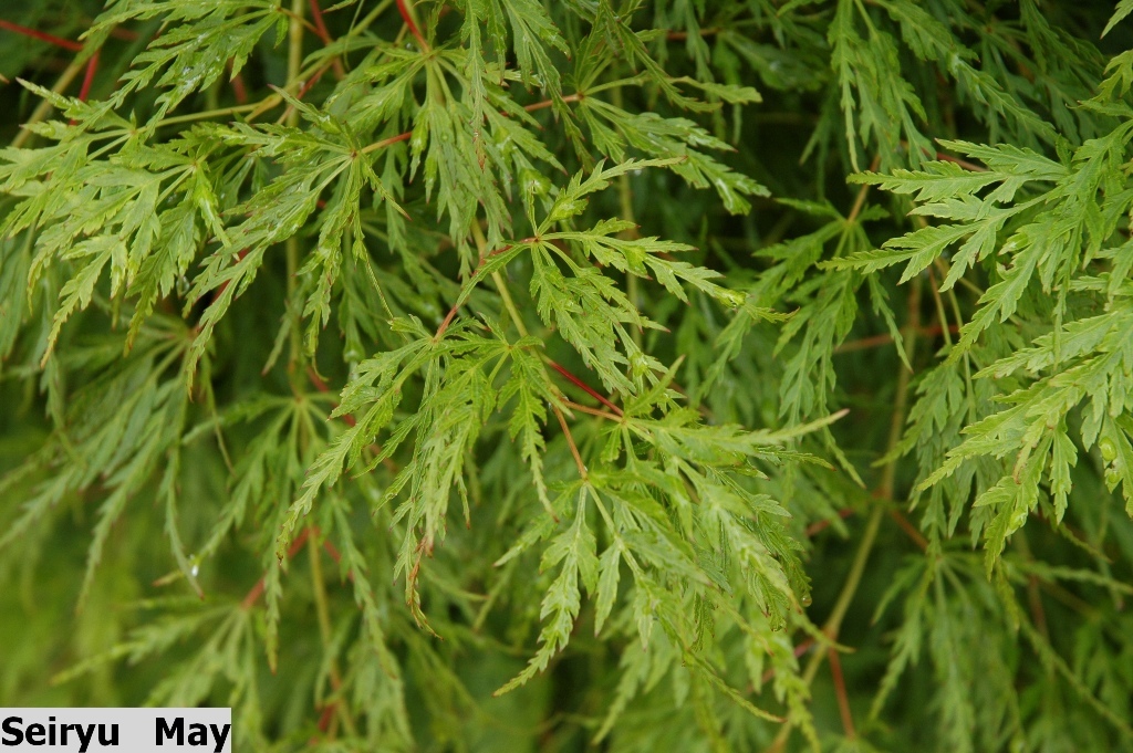 Acer palmatum var. dissectum 'Seiryu'