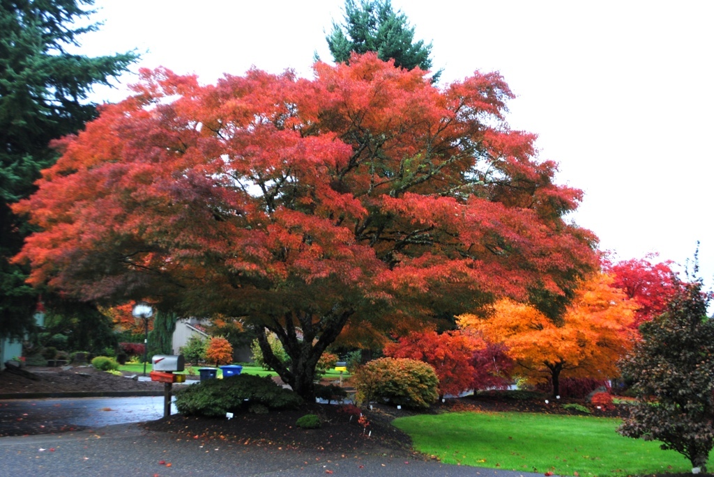 Acer palmatum var. dissectum 'Seiryu'