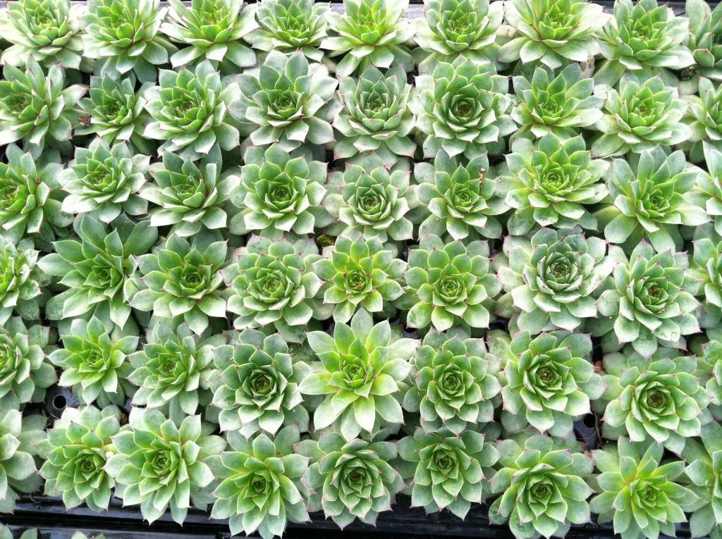 Sempervivum 'Carmen'