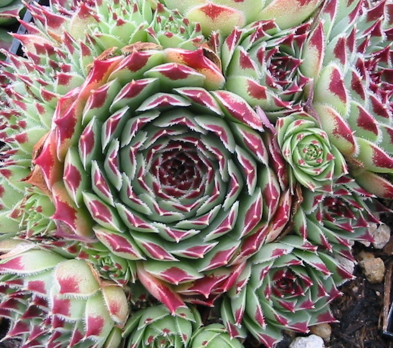 Sempervivum t. var. calcareum
