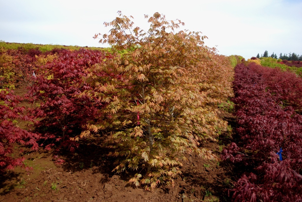 Acer shirasawanum 'Sensu'