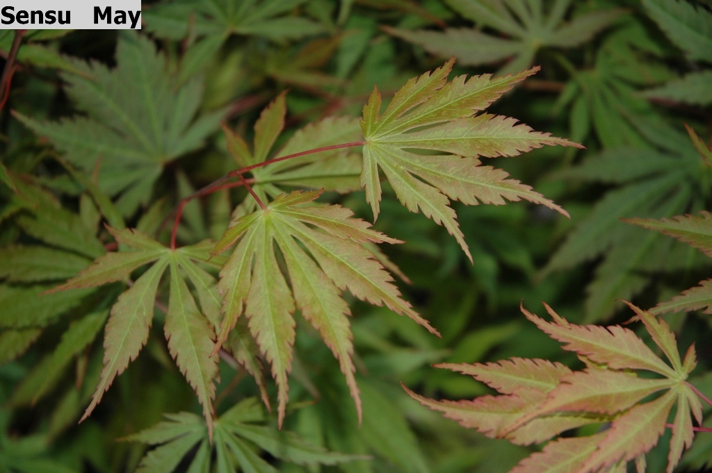 Acer shirasawanum 'Sensu'