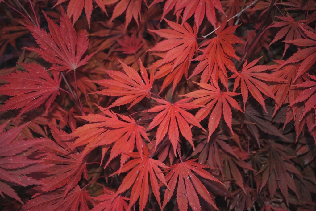 Acer shirasawanum 'Sensu'