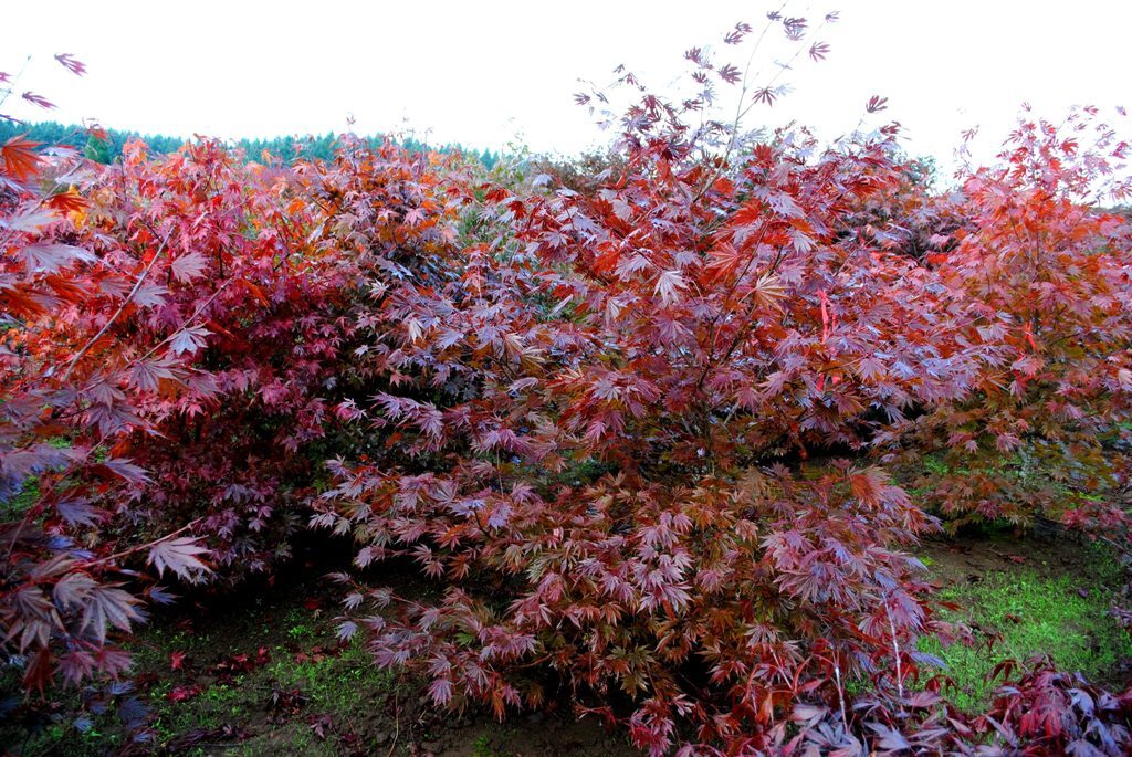 Acer shirasawanum 'Sensu'