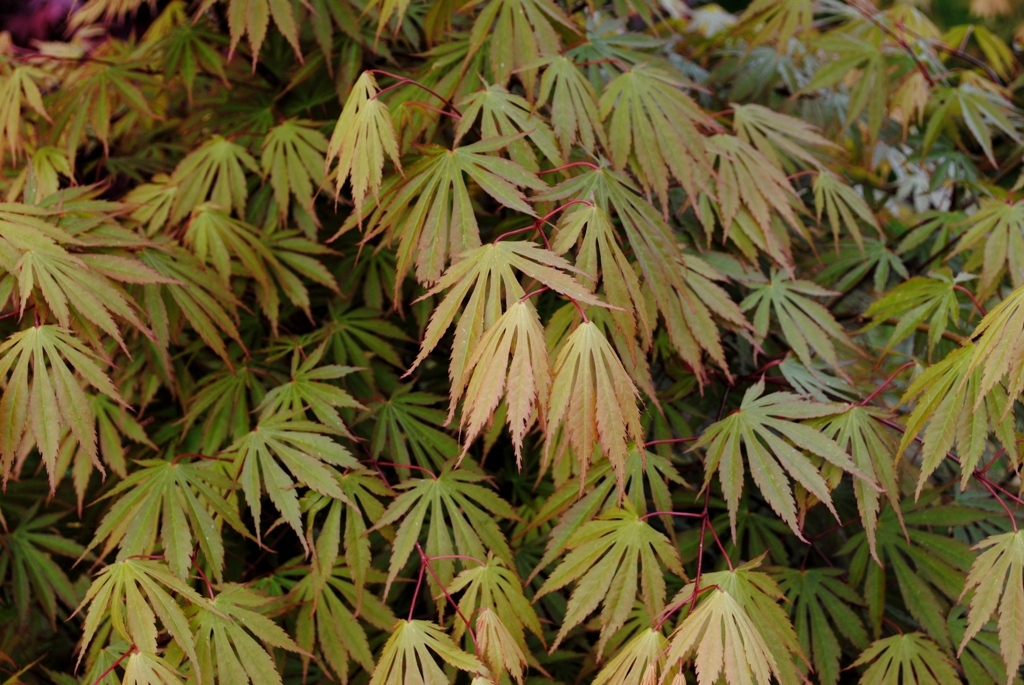 Acer shirasawanum 'Sensu'