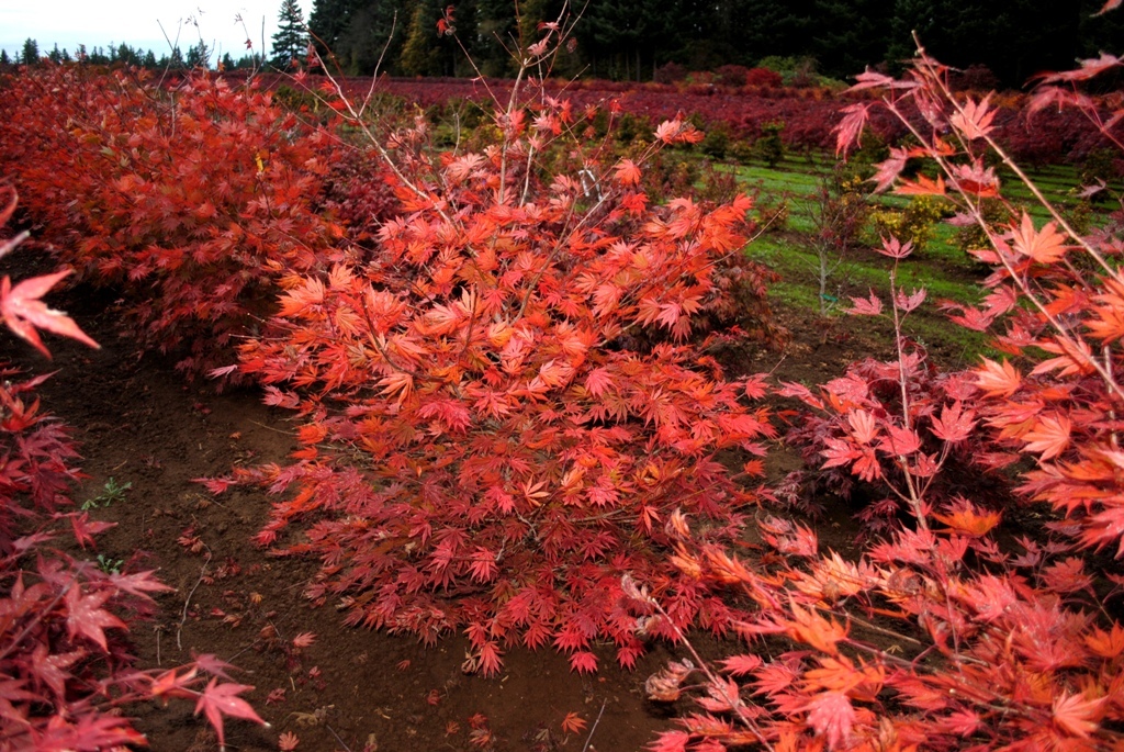 Acer shirasawanum 'Sensu'