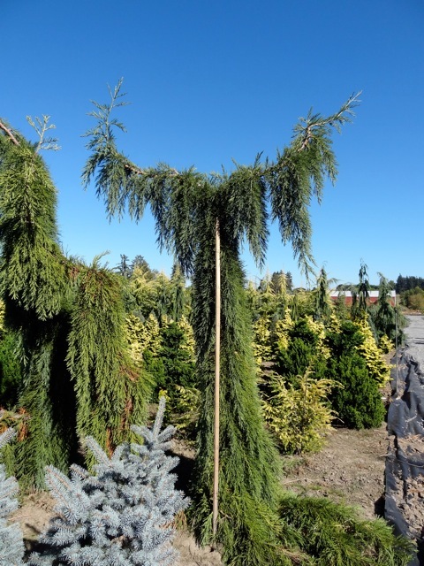 Sequoiadendron giganteum 'Pendulum'