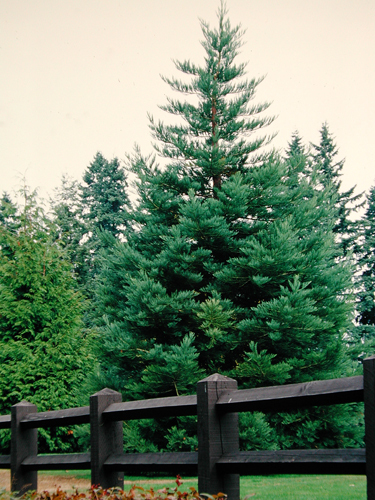 Sequoiadendron giganteum 'Glaucum'