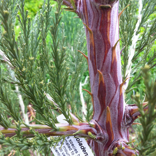 Sequoiadendron giganteum (Giant Sequoia)
