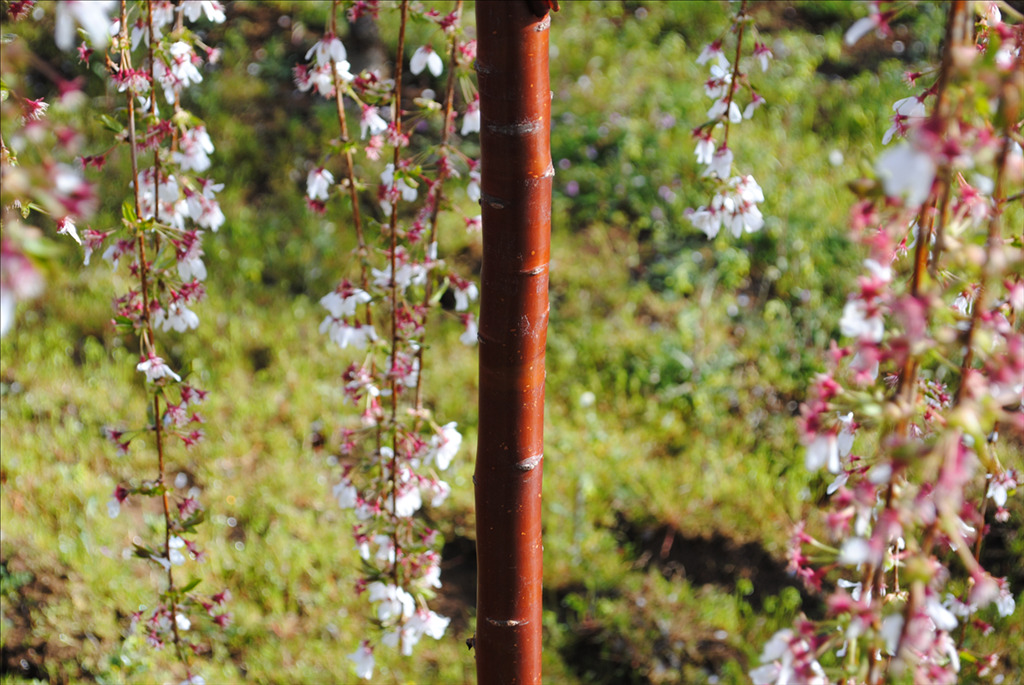 Prunus serrula