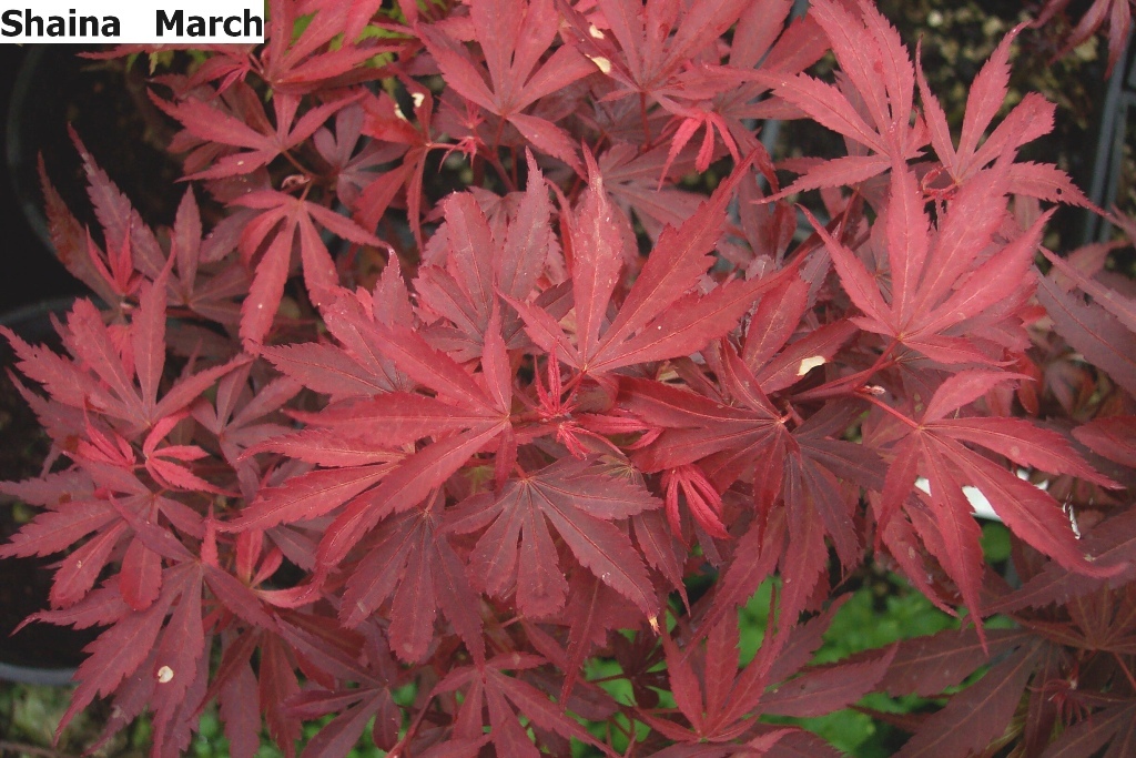 Acer palmatum 'Shaina'