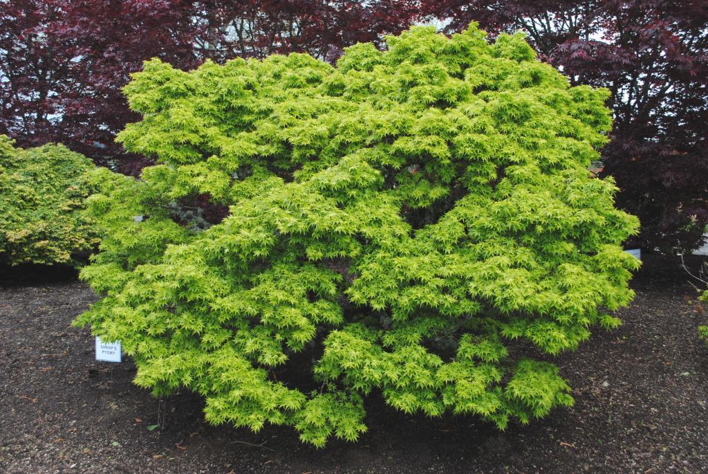 Acer palmatum 'Sharp's Pygmy'