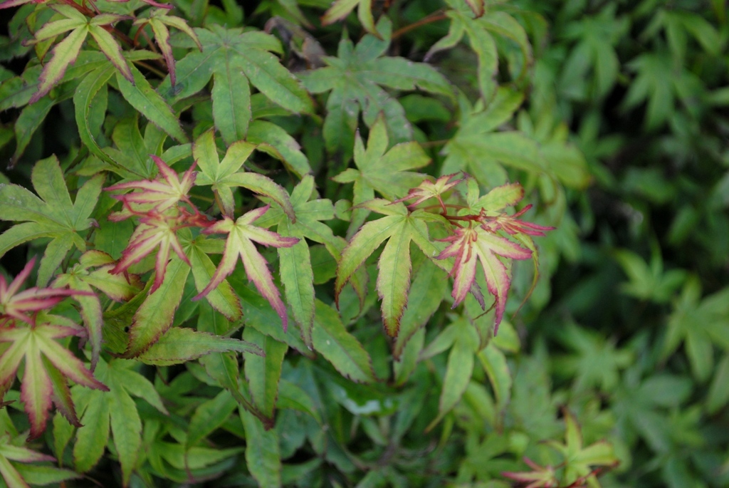 Acer palmatum 'Sharp's Pygmy'
