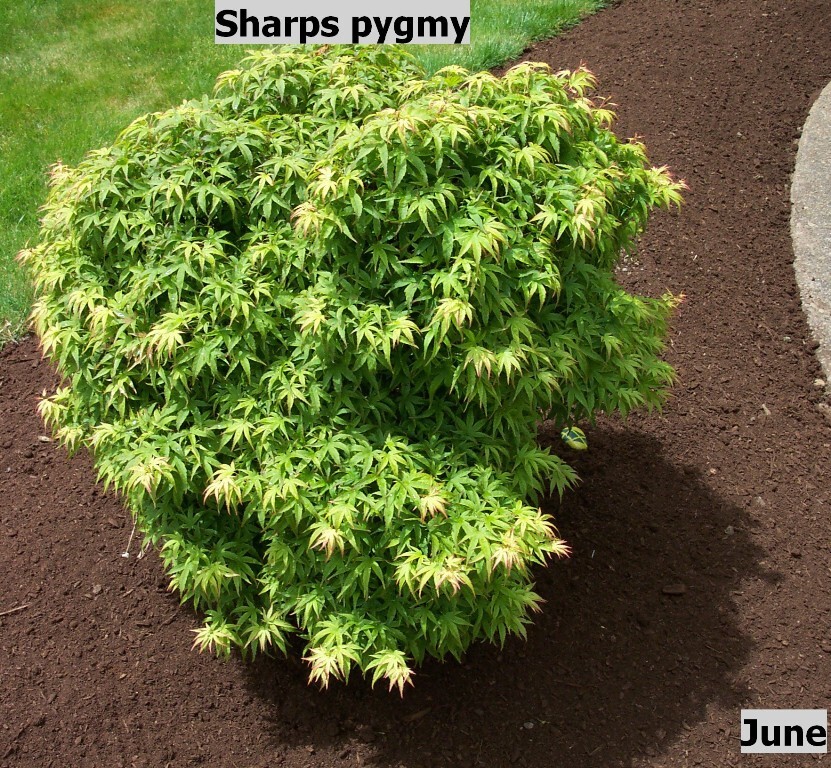 Acer palmatum 'Sharp's Pygmy'