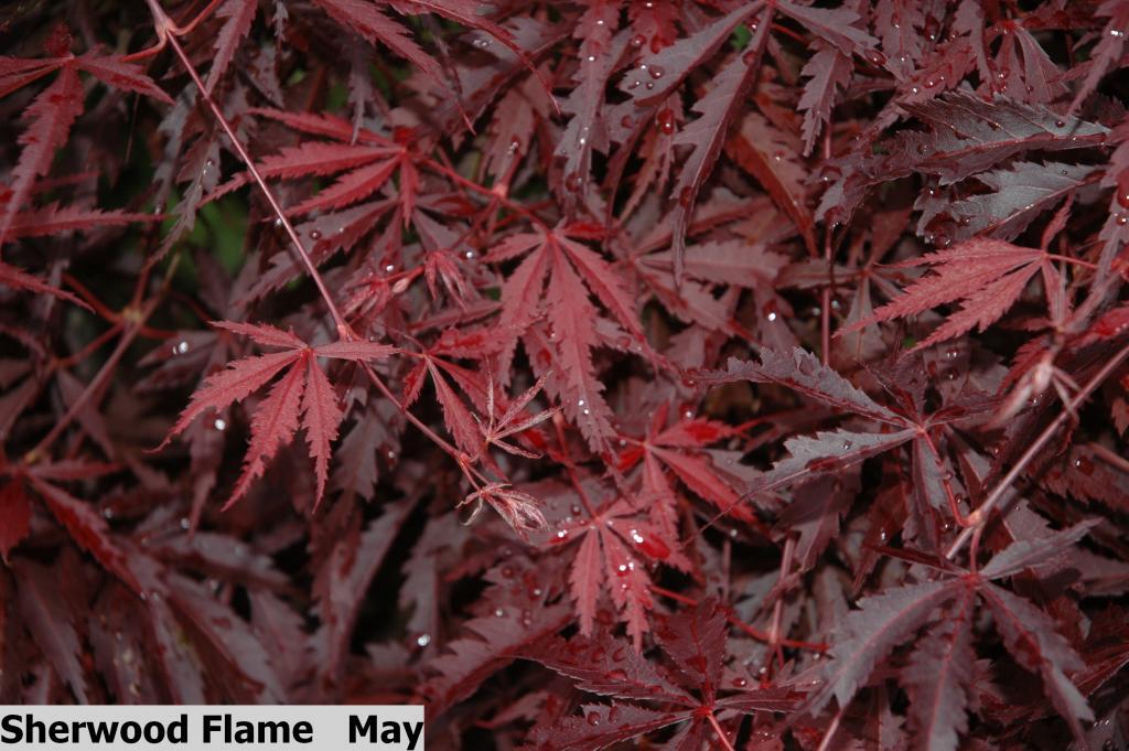 Acer palmatum 'Sherwood Flame'