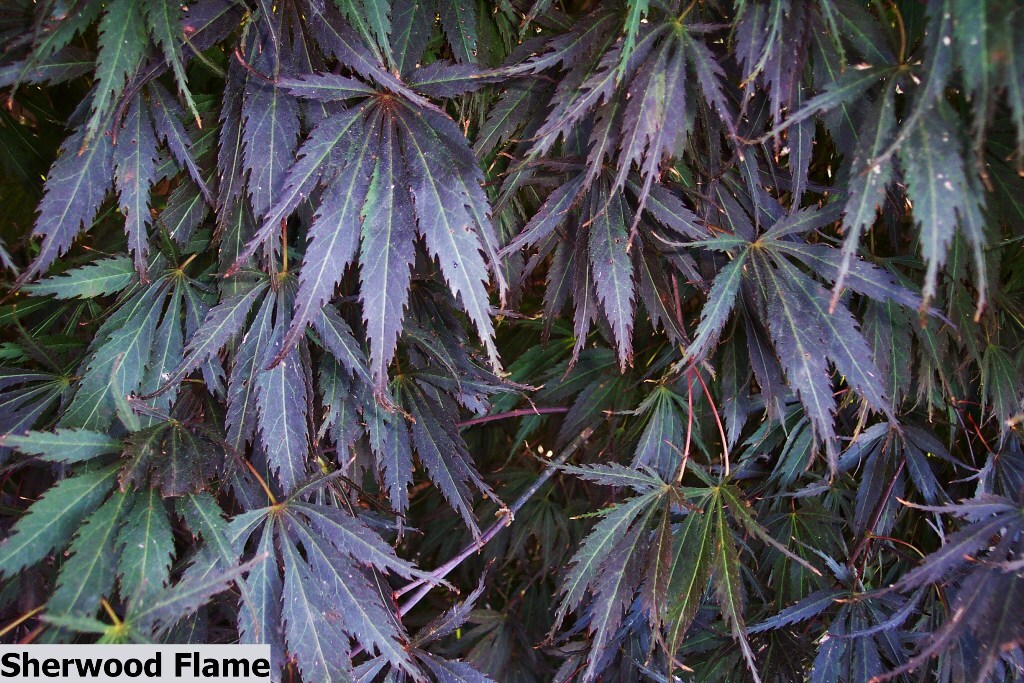 Acer palmatum 'Sherwood Flame'