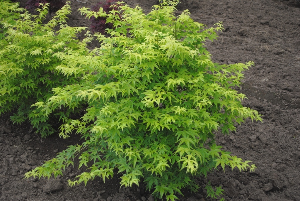 Acer palmatum 'Shidava Gold'