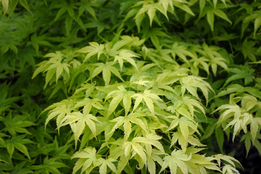 Acer palmatum 'Shidava Gold'