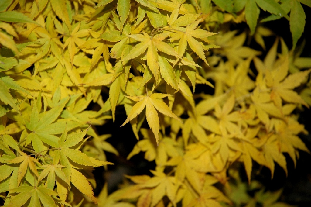 Acer palmatum 'Shidava Gold'