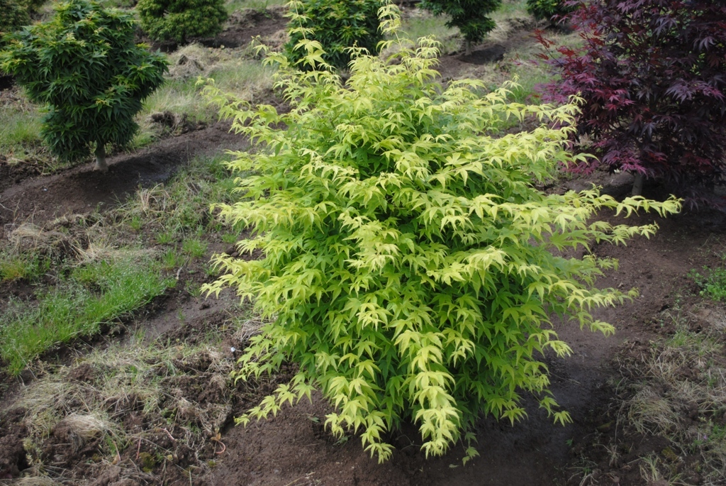 Acer palmatum 'Shidava Gold'