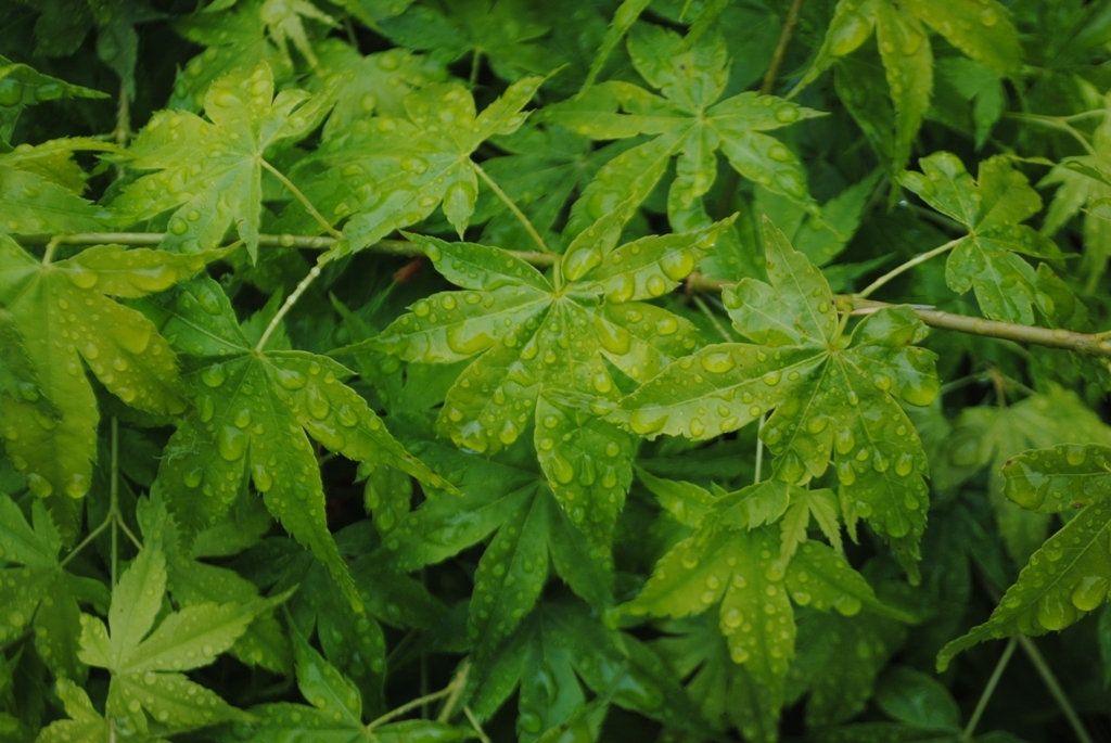 Acer palmatum 'Shidava Gold'