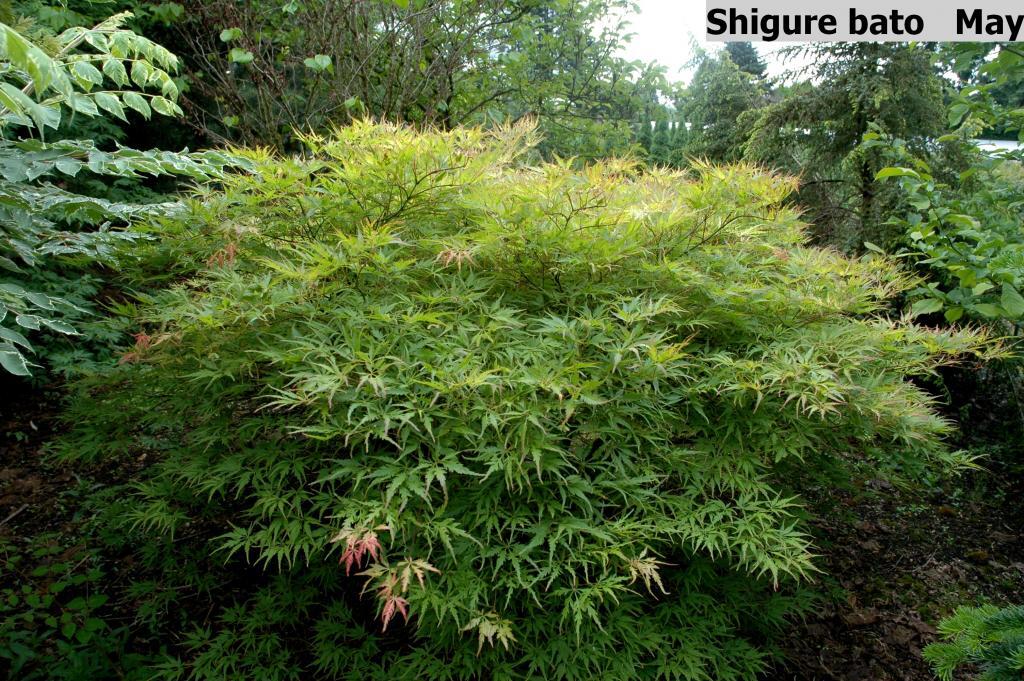 Acer palmatum 'Shigure-bato'
