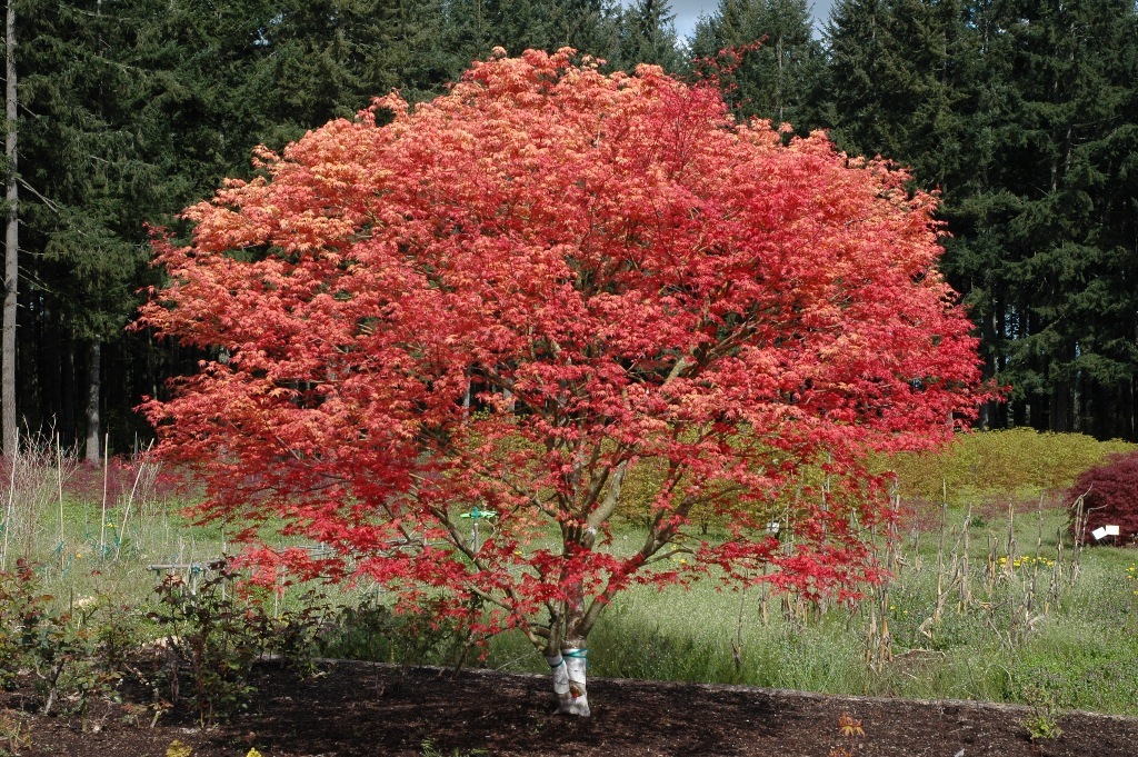 Acer palmatum 'Shindeshojo'