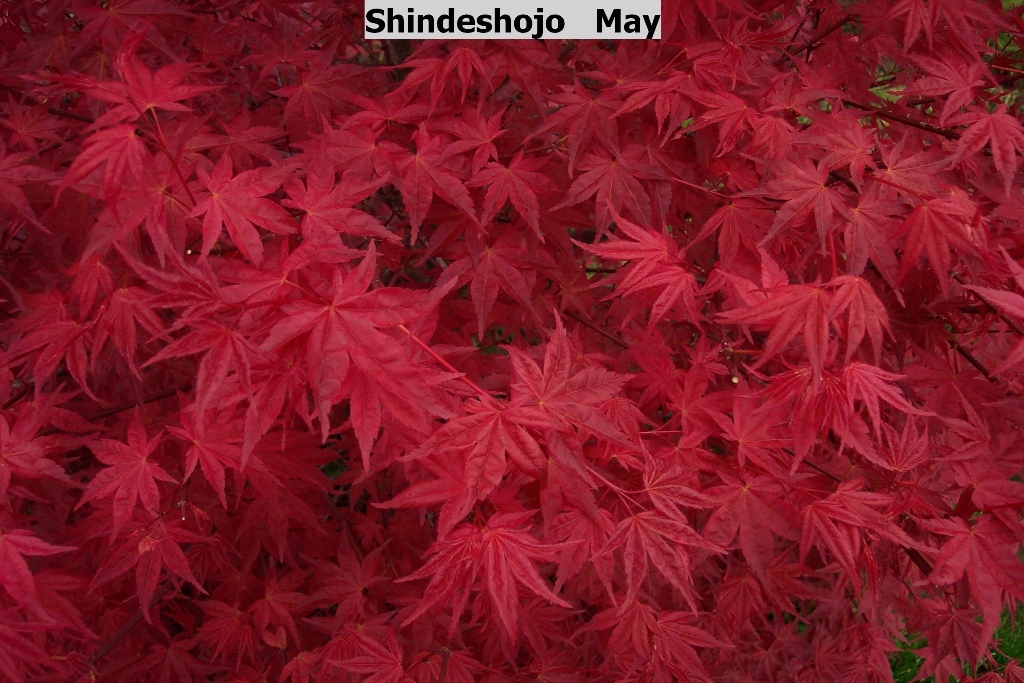 Acer palmatum 'Shindeshojo'
