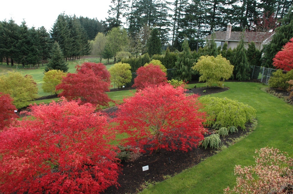 Acer palmatum 'Shindeshojo'