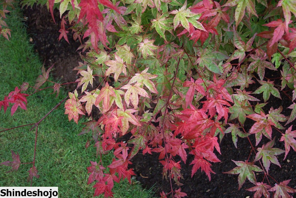 Acer palmatum 'Shindeshojo'