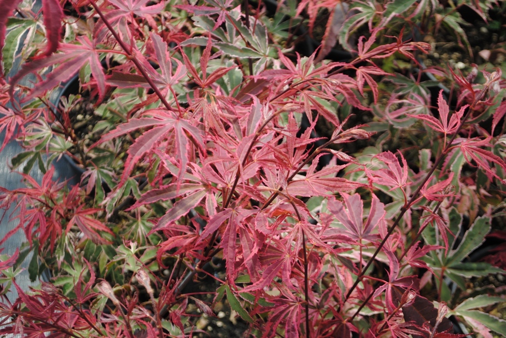 Acer palmatum 'Gwen's Rose Delight' PP18728 Shirazz™