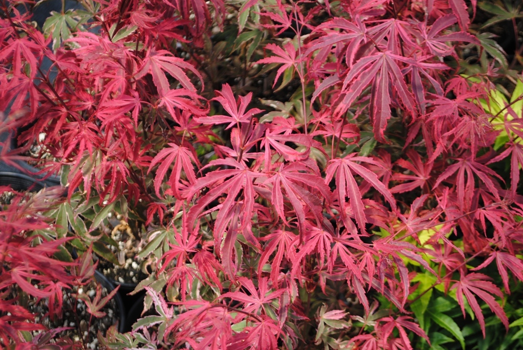Acer palmatum 'Gwen's Rose Delight' PP18728 Shirazz™