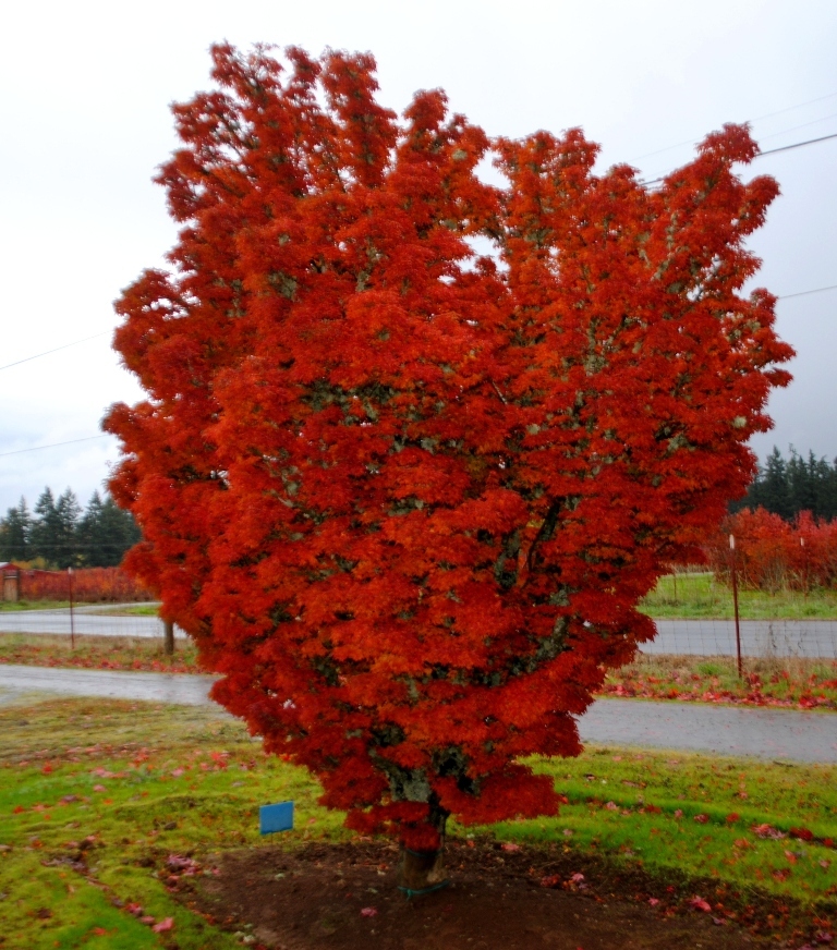 Acer palmatum 'Shishigashira'