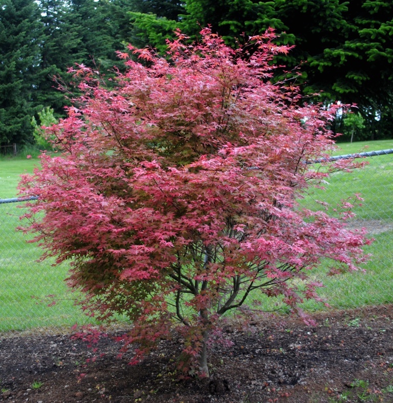 Acer palmatum 'Shishio Improved'